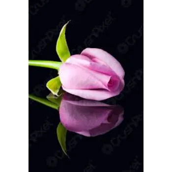 Brilliant Pink Rose
